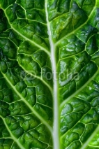 Naklejki savoy cabbage leaf