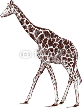 Naklejki Young giraffe