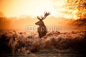 Fototapety deer