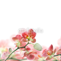 Naklejki Floral background of tropical orchids