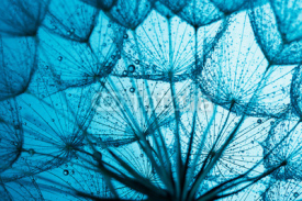 Naklejki close up of dandelion on the blue background