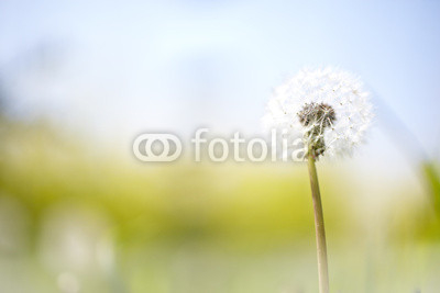 sunny blowball flower