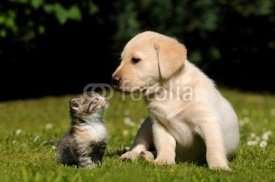 Fototapety Hund und Katze