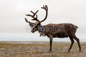 Fototapety Reindeer