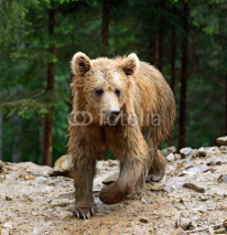 Fototapety Brown bear