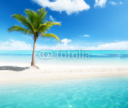 Naklejki palm on island