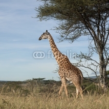 Naklejki Giraffe at the Serengeti National Park, Tanzania, Africa