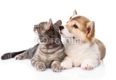 Pembroke Welsh Corgi puppy lying with cat together and looking a