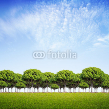 Fototapety trees