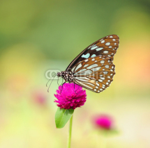 Fototapety Zebra Butterfly