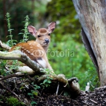 Fototapety sika deer (lat. Cervus nippon) doe
