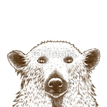 Obrazy i plakaty Polar bear