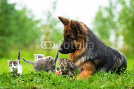 Naklejki German shepherd dog and five little kittens