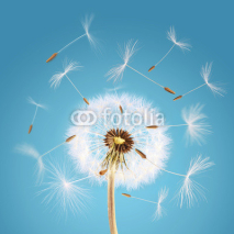 Naklejki Overblown dandelion with seeds flying away with the wind