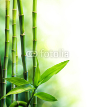 Fototapety many bamboo stalks and light beam