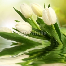 Naklejki white tulips