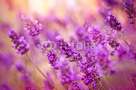 Naklejki Beautiful lavender
