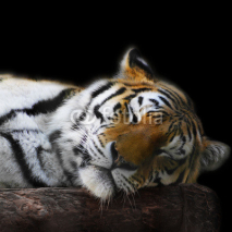 Fototapety sleeping tiger face portrait