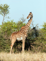 Fototapety Giraffe on savanna. Safari in Serengeti, Tanzania, Africa