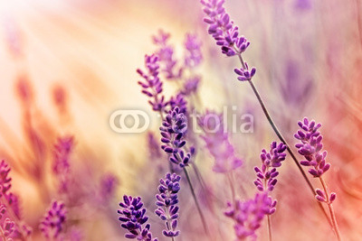 Soft focus on beautiful lavender and sun rays - sunbeams