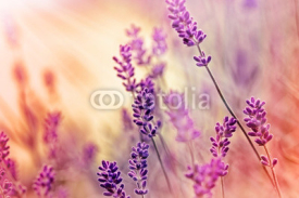 Obrazy i plakaty Soft focus on beautiful lavender and sun rays - sunbeams