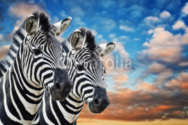Naklejki Zebras in the wild