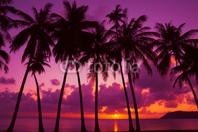 Palm trees silhouette at sunset on tropical island, Thailand