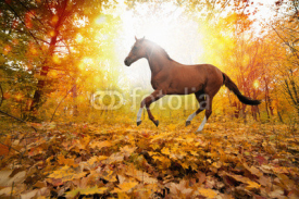 Naklejki Horse in fall park