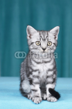 Obrazy i plakaty Britisch Kurzhaar Kätzchen frontal mit Blick in Kamera
