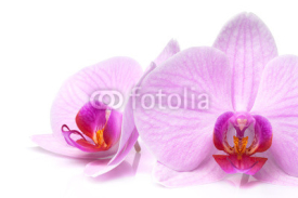 Naklejki magenta orchid