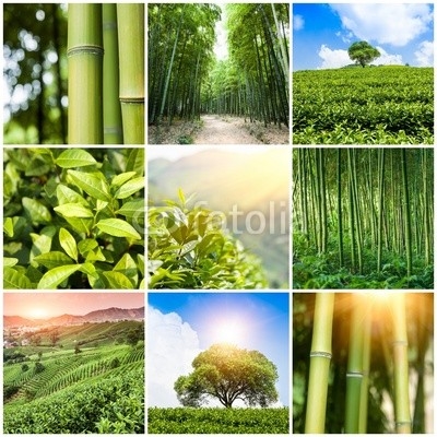 Collage of photos with bamboo forest and plantation