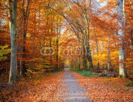 Naklejki Pathway in the autumn forest