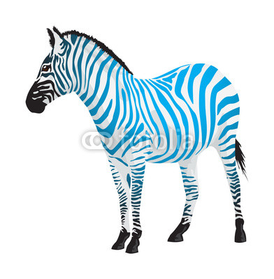 Zebra with strips of blue color.