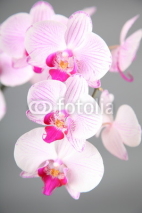 Naklejki Pink orchid