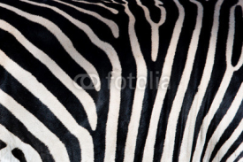 Obrazy i plakaty Zebra patterns