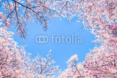 Rosa Kirschblüten vor blauem Himmel