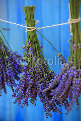 Lavender herbs drying in the garden
