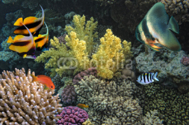 Photo of a coral colony