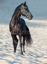 Fototapety beautiful black stallion in the desert