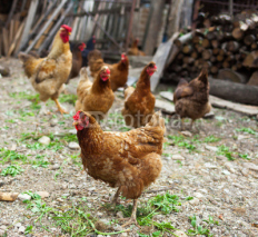 Fototapety Free range chicken