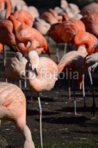 Naklejki flamingos
