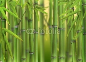 Naklejki Bambusowe pędy