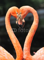 Fototapety Flamingos