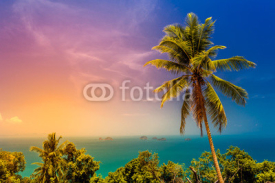 Fototapety Palm tree