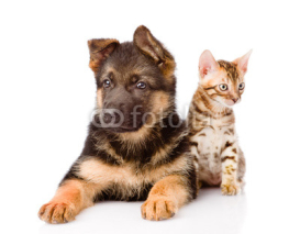 Fototapety bengal cat and german shepherd puppy dog looking at camera. isol
