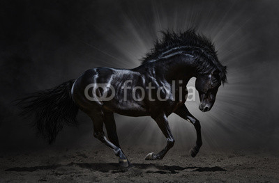 Black Andalusian stallion gallops