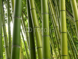 Naklejki Bamboo Jungle