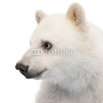 Naklejki Polar bear cub, Ursus maritimus, 6 months old
