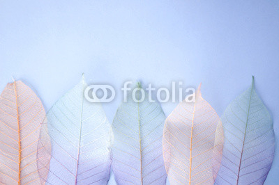colourful leaves background