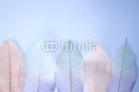 Obrazy i plakaty colourful leaves background